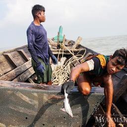 Рыбаки Мьянмы добывают дикую рыбу в реке Янгон. Фото газеты Myanmar Times