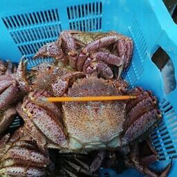 Сахалинский филиал ВНИРО провел исследования по волосатому четырехугольному крабу Западно-Сахалинской подзоны. Фото пресс-службы института