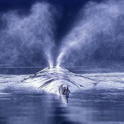 Гренландским китам ничего не угрожает