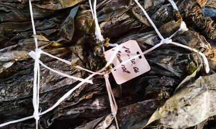 Сегодня в Республике Карелия ежегодно заготавливают более 1 тыс. тонн водорослей