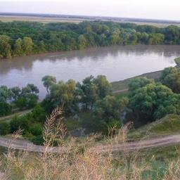 Акватория реки Кубань в границах заказника играет важную роль для обитающих здесь рыб. Фото пресс-службы администрации Краснодарского края