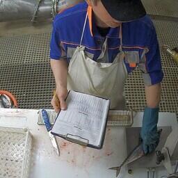 За период исследований было промерено более 85 тыс. экземпляров промысловых рыб, проведен биологический анализ более 12 тыс. гидробионтов. Фото пресс-службы АтлантНИРО