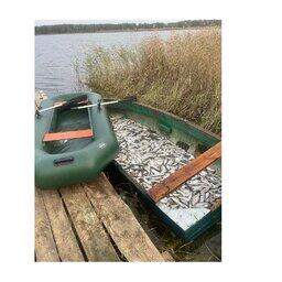 Браконьеры успели поймать более 5,5 тыс. особей пеляди. Фото: Иван Костылев, предоставлено министерством экологии Челябинской области