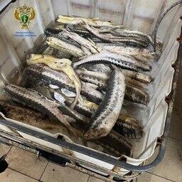 У злоумышленников изъяли более 500 кг осетровых. Фото пресс-службы столичной прокуратуры
