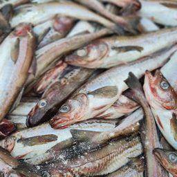 Жителей Сахалинской области будут заранее информировать, где купить рыбу по социальным ценам. Фото регионального агентства по рыболовству