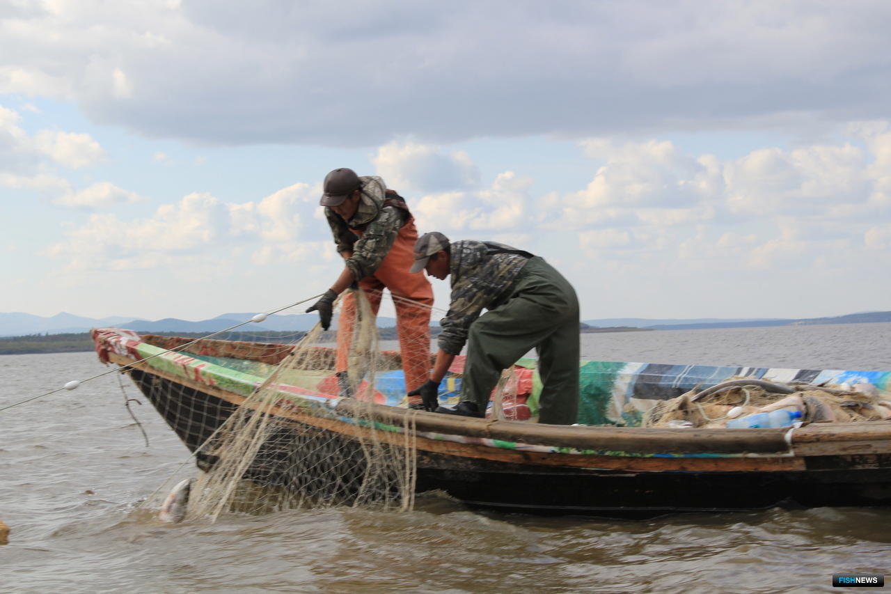 Рыбу ловят неводом падежи. Амурский Лиман рыбалка. Традиционное рыболовство. Лодка сети. Промышленное рыболовство.