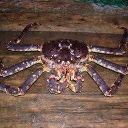 В машине обнаружили конечности в том числе камчатского краба