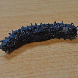 Предприниматель занимался контрабандой сушеного трепанга