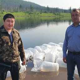 В Республике Саха (Якутия) состоялось последнее в этом году зарыбление рек сиговыми видами. Фото пресс-службы правительства региона 