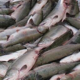 Всего в этом году в Магаданской области ожидается освоение более 8,4 тыс. тонн тихоокеанских лососей и гольцов