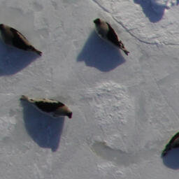 Специалисты Всероссийского НИИ рыбного хозяйства и океанографии провели авиаучет гренландского тюленя на всей акватории Белого моря. Фото пресс-службы института