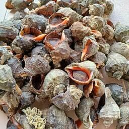 Научный улов рапаны. Фото пресс-службы АзНИИРХ