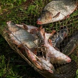 По итогам прошедшего года предприятия Росрыбхоза увеличили реализацию товарной рыбы на 5,7%