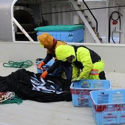 Исследования лососей в заливе Аляска. Фото пресс-службы ВНИРО