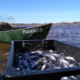 К 8 апреля рыбаки выловили уже около 160 тонн корюшки на Ладожском озере. Фото пресс-службы Северо-Западного теруправления Росрыболовства