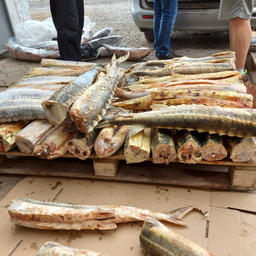 Вес изъятой «краснокнижной» рыбы превысил 0,5 тонны. Фото пресс-службы МВД России
