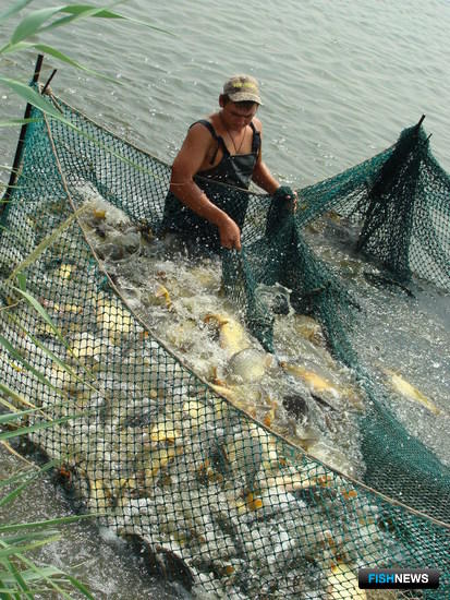 Рыбоводное хозяйство в Ростовской области