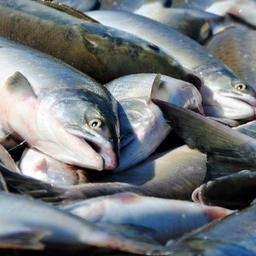 На Колыме завершилась рекордная лососевая путина за последние восемь лет. Фото пресс-службы областного правительства