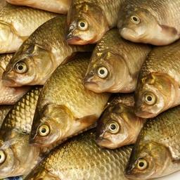 В Ставропольском крае за год вырастили 10,4 тыс. тонн товарной рыбы. Фото пресс-службы Министерства сельского хозяйства РФ
