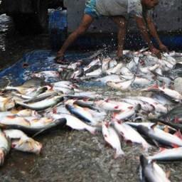 Мировое потребление рыбы на душу населения превышает 20 кг в год. Фото ФАО ООН