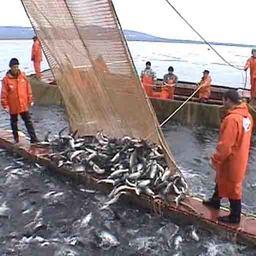 Тымлатский рыбокомбинат освоил более 68 тыс. тонн лосося. Фото с сайта предприятия