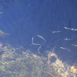 Всего в этот торжественный день в дикую природу отправились 680 тыс. штук ценной камчатской рыбы. Фото пресс-службы Главрыбвода