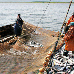 Участки необходимы в том числе для лососевого промысла