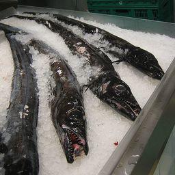 Черная рыба-сабля в супермаркете. Фото AngMoKio («Википедия»)