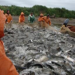 На рыболовных участках ведется в том числе промысел тихоокеанских лососей. Архивное фото