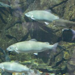 Рыбаки полностью освоили объемы ленка в бассейне реки Амур в Хабаровском крае. Архивное фото