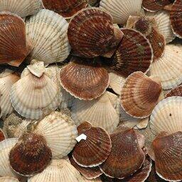 Минсельхоз представил проект правил производственного контроля в сфере товарной аквакультуре. Архивное фото