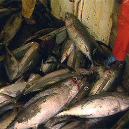 Eвропарламент требует ужесточить контроль за выловом тунца