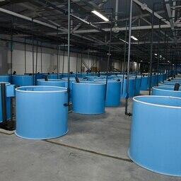 Посадочный материал будут использовать и для выращивания в дикой среде, в том числе в Белом море. Фото пресс-службы главы республики