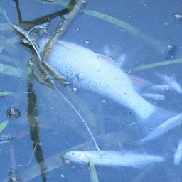 СМИ сообщили о массовой гибели рыбы в одном из водоемов Уфы. Фото ГТРК «Башкортостан»