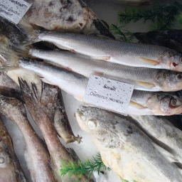 В ЕАЭС разработают новые стандарты на рыбу и рыбную продукцию
