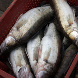 Вологодская область хочет смягчения правил рыболовства по судаку в Рыбинском водохранилище