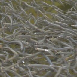 Молодь балтийского сига. Фото Кристины Антоненко