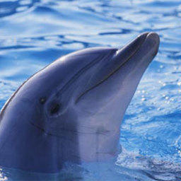 В Севастопольском океанариуме «усыновили» детеныша диких дельфинов