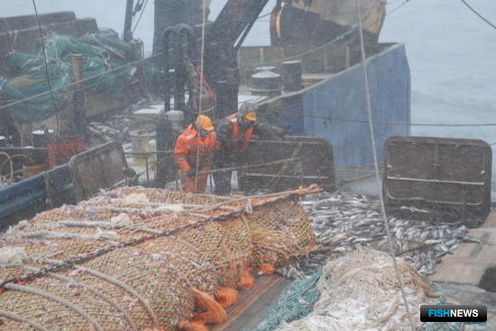 Промысел минтая в Охотском море. Фото пресс-службы ФАР