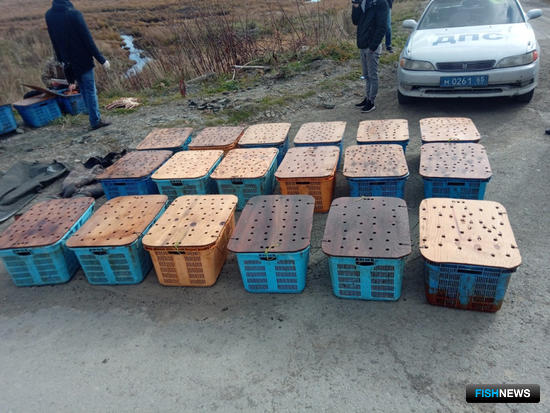 Ценные членистоногие находились в пластиковых ящиках. Фото пресс-службы управления МВД по Сахалинской области
