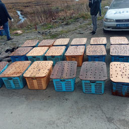 Ценные членистоногие находились в пластиковых ящиках. Фото пресс-службы управления МВД по Сахалинской области
