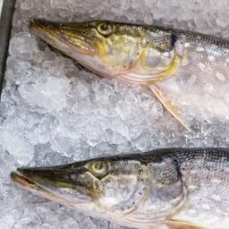 На Чукотке распределяют лимиты на промысел пресноводной рыбы. Архивное фото