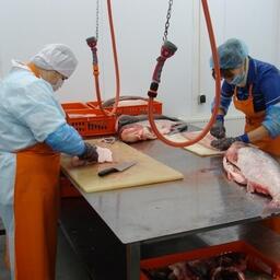 В области были трудоустроены, в частности, 60 обработчиков рыбы