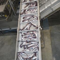 ТОР «Камчатка» расширена в том числе для проектов по рыбопереработке