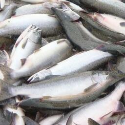 С начала лососевой путины предприятия Магаданской области освоили 12,6 тыс. тонн горбуши