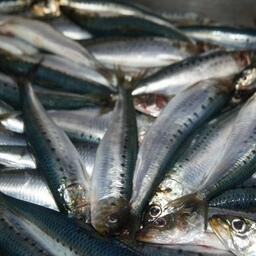 Рыбацкие предприятия Приморья с начала сезона освоили около 17 тыс. тонн сардины-иваси