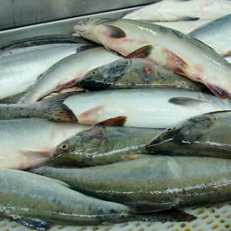 Проекты региональных стратегий промысла тихоокеанских лососей на предстоящий год планируется подготовить до середины декабря