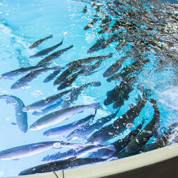 России и Оману интересно сотрудничество в аквакультуре