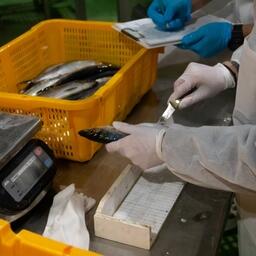 Сахалинский филиал ВНИРО исследовал биологическое состояние рыб в рамках сотрудничества с РПК «Озерский». Фото пресс-службы института