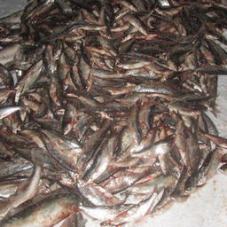 У браконьеров изъяли семь мешков с рыбой. Фото пресс-службы Северо-Западного теруправления Росрыболовства